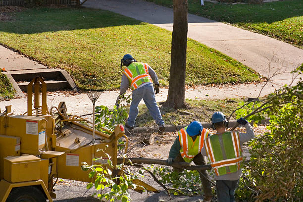 How Our Tree Care Process Works  in  Cleveland, NC